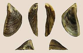 Attēlu rezultāti vaicājumam “Dreissena polymorpha”