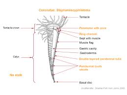 Attēlu rezultāti vaicājumam “Tubifera applanata sessile”