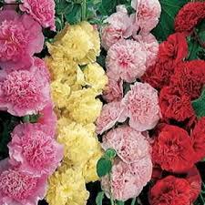 Image result for Alcea rosea `Appleblossom`