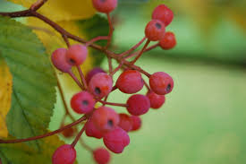 Attēlu rezultāti vaicājumam “Sorbus alnifolia fruit”