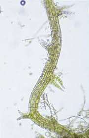 Attēlu rezultāti vaicājumam “Cephaloziella elachista”