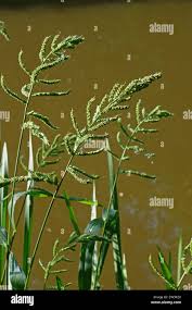 Attēlu rezultāti vaicājumam “Echinochloa crus-galli leaf”