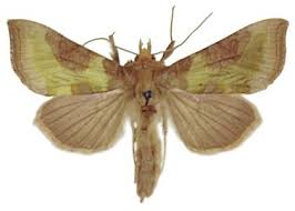 Attēlu rezultāti vaicājumam “Diachrysia tutti”