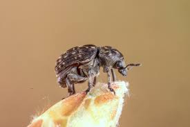 Attēlu rezultāti vaicājumam “Anthribus nebulosus”