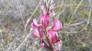 Attēlu rezultāti vaicājumam “Onobrychis arenaria flower”