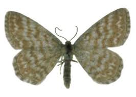 Attēlu rezultāti vaicājumam “Scopula immorata”