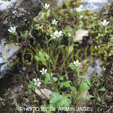 Attēlu rezultāti vaicājumam “Saxifraga tridactylites flower”