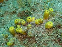 Attēlu rezultāti vaicājumam “Tubifera applanata sessile”