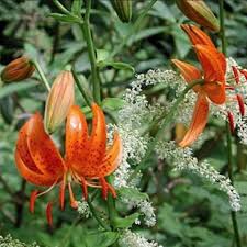 Attēlu rezultāti vaicājumam “Lilium lancifolium”