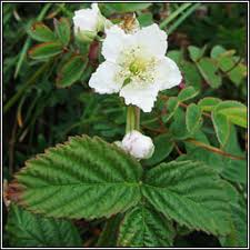 Attēlu rezultāti vaicājumam “Rubus caesius flower”