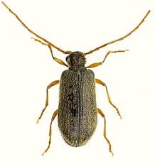 Attēlu rezultāti vaicājumam “Ptinus sp. male”