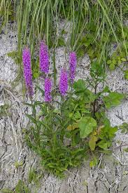 Attēlu rezultāti vaicājumam “Lythraceae”