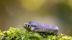 Image result for Ringelnatter