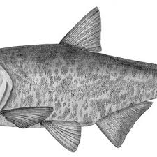 Image result for Hypophthalmichthys nobilis