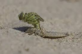 Attēlu rezultāti vaicājumam “Gomphus flavipes”