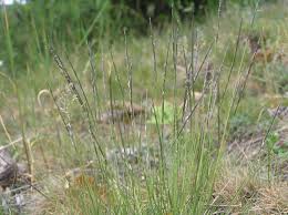 Attēlu rezultāti vaicājumam “Nardus stricta fruit”