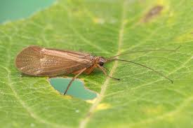 Attēlu rezultāti vaicājumam “Chaetopteryx villosa”