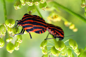 Attēlu rezultāti vaicājumam “Graphosoma lineatum”