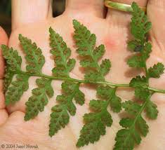 Attēlu rezultāti vaicājumam “Cystopteris fragilis”