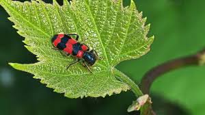 Attēlu rezultāti vaicājumam “Trichodes apiarius”