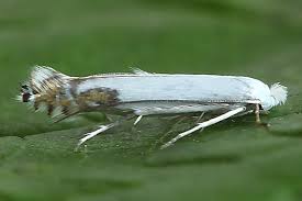 Attēlu rezultāti vaicājumam “Lyonetia clerkella”