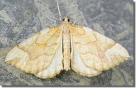 Attēlu rezultāti vaicājumam “Eulithis mellinata”