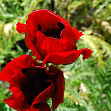 Attēlu rezultāti vaicājumam “Papaver orientale  flower”