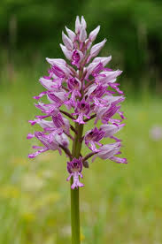 Attēlu rezultāti vaicājumam “Orchis militaris leaf”