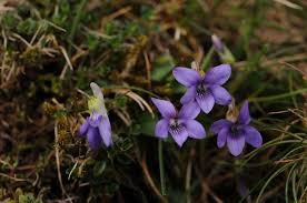 Attēlu rezultāti vaicājumam “Viola rupestris flower”