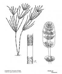 Attēlu rezultāti vaicājumam “Nitella sp.”