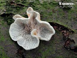 Attēlu rezultāti vaicājumam “Plicaturopsis crispa”