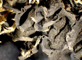 Attēlu rezultāti vaicājumam “Collema flaccidum”