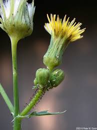 Attēlu rezultāti vaicājumam “Sonchus asper flower”