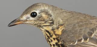 Attēlu rezultāti vaicājumam “Turdus viscivorus juvenile”