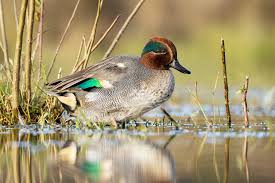 Attēlu rezultāti vaicājumam “Anas crecca”