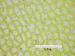 Attēlu rezultāti vaicājumam “Lophocolea coadunata”