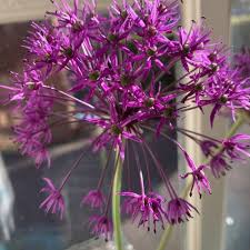 Attēlu rezultāti vaicājumam “Allium holandicum leaf”