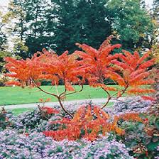 Attēlu rezultāti vaicājumam “Rhus typhina leaf”