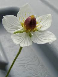 Attēlu rezultāti vaicājumam “Parnassia palustris bud”
