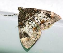 Attēlu rezultāti vaicājumam “Dysstroma truncata”