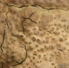 Attēlu rezultāti vaicājumam “Verrucaria hydrela”