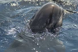 Image result for Globicephala melas