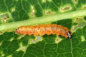 Attēlu rezultāti vaicājumam “Chimabachidae”