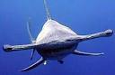 tehran times : Hammerhead sharks see 360 degrees in stereo