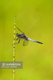 Attēlu rezultāti vaicājumam “Orthetrum cancellatum male”