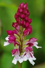 Attēlu rezultāti vaicājumam “Orchis ustulata”