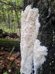 Attēlu rezultāti vaicājumam “Brefeldia maxima spores”
