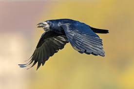 Attēlu rezultāti vaicājumam “Corvus frugilegus adult”