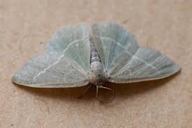 Attēlu rezultāti vaicājumam “Chlorissa viridata”