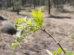Attēlu rezultāti vaicājumam “Robinia neomexicana”